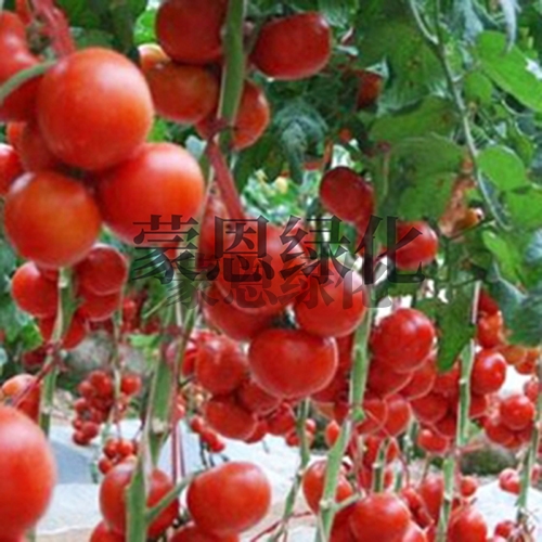 西红柿价格